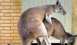 袋鼠交配视频,揭秘袋鼠交配奇观